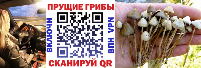 Галлюциногенные грибы мицелий  Кингисепп 